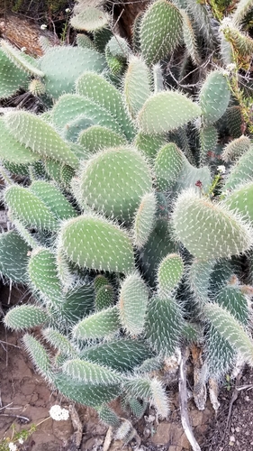 Opuntia leucotricha
