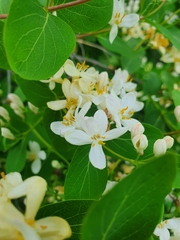 Amelanchier alnifolia