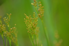 Juncus biflorus