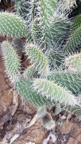 Opuntia leucotricha