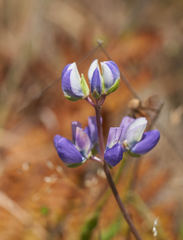 Lupinus variicolor