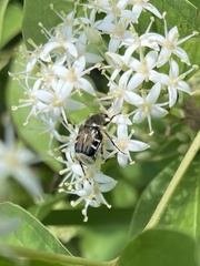 Trichiotinus piger