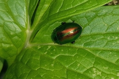 Chrysolina graminis