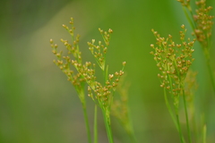 Juncus biflorus