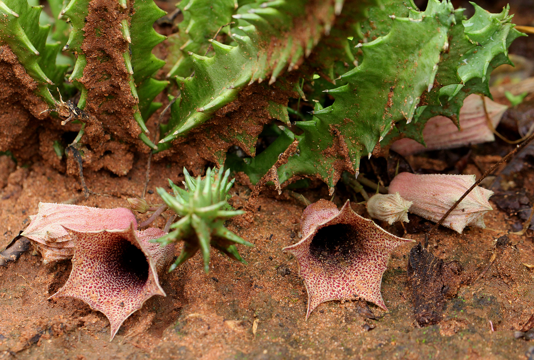 Huernia levyi Oberm. 4
