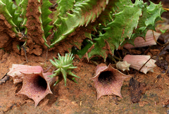 Huernia levyi