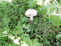 Lepiota brunneoincarnata