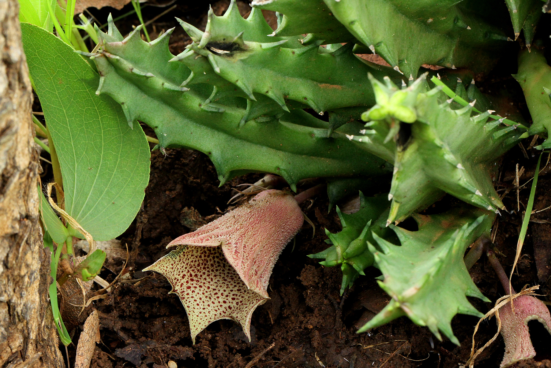 Huernia levyi Oberm. 3