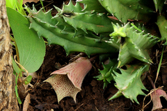 Huernia levyi