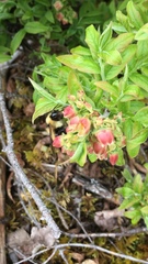 Bombus sandersoni
