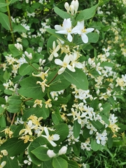 Amelanchier alnifolia