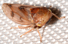 Oncopsis cinctifrons