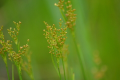 Juncus biflorus