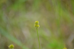 Juncus brachycarpus