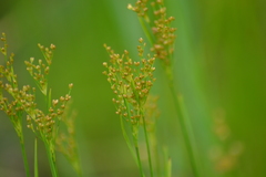 Juncus biflorus