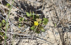 Ranunculus glaberrimus