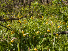 Tulipa sylvestris biebersteiniana