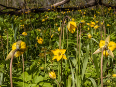 Tulipa sylvestris biebersteiniana