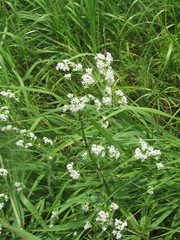 Galium pseudorivale