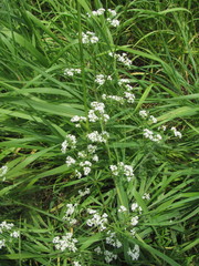 Galium pseudorivale