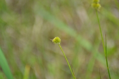 Juncus brachycarpus