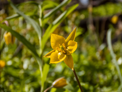 Tulipa sylvestris biebersteiniana