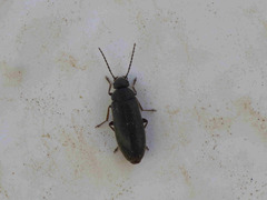 Scraptia dubia