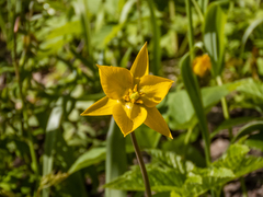 Tulipa sylvestris biebersteiniana