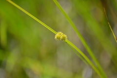 Juncus brachycarpus