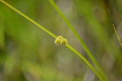 Juncus brachycarpus