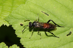 Macrophya militaris