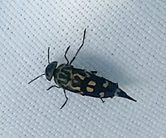 Hoshihananomia octopunctata