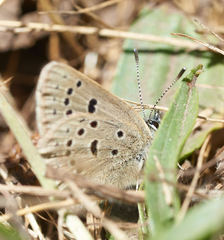 Icaricia icarioides parapheres