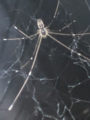 Pholcidae