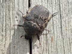 Protaetia morio