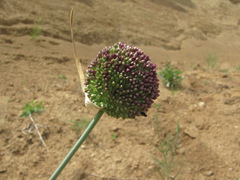 Allium atroviolaceum