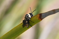 Triepeolus concavus