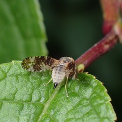Oxyna parietina