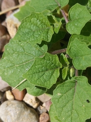 Physalis pubescens