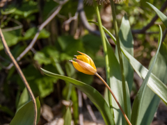Tulipa sylvestris biebersteiniana