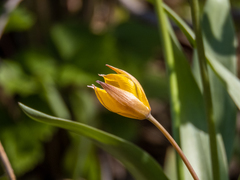 Tulipa sylvestris biebersteiniana
