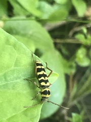 Plagionotus floralis