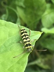 Plagionotus floralis