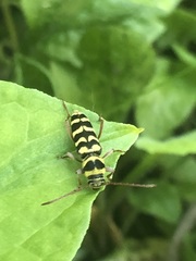 Plagionotus floralis