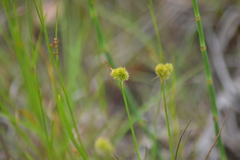 Juncus brachycarpus