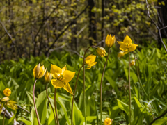 Tulipa sylvestris biebersteiniana