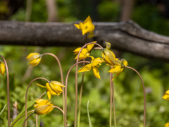 Tulipa sylvestris biebersteiniana