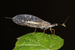 Ornatoraphidia flavilabris