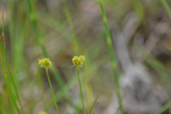 Juncus brachycarpus