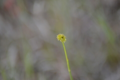 Juncus brachycarpus